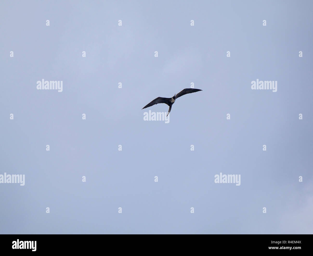 A Frigate Bird Flying High In The Sky Of Rio De Janeiro Stock intended for Vögel Rio De Janeiro