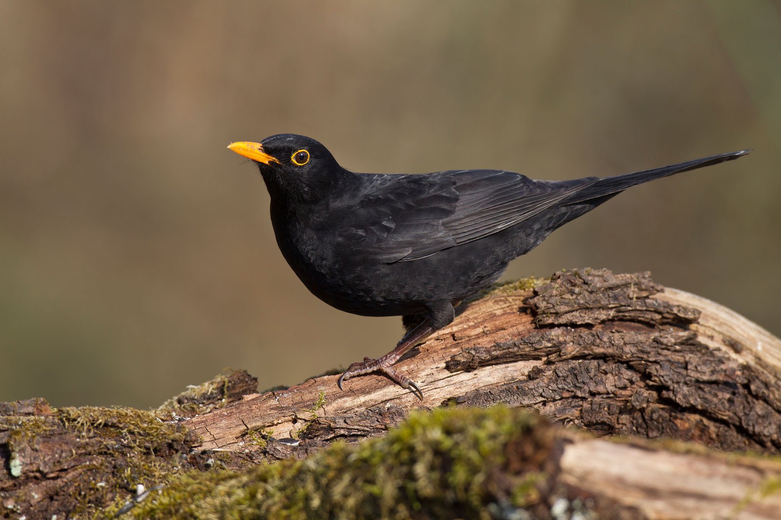 Die 30 Häufigsten Gartenvögel - Lbv - Gemeinsam Bayerns Natur Schützen intended for Vögel Jetzt Im Garten