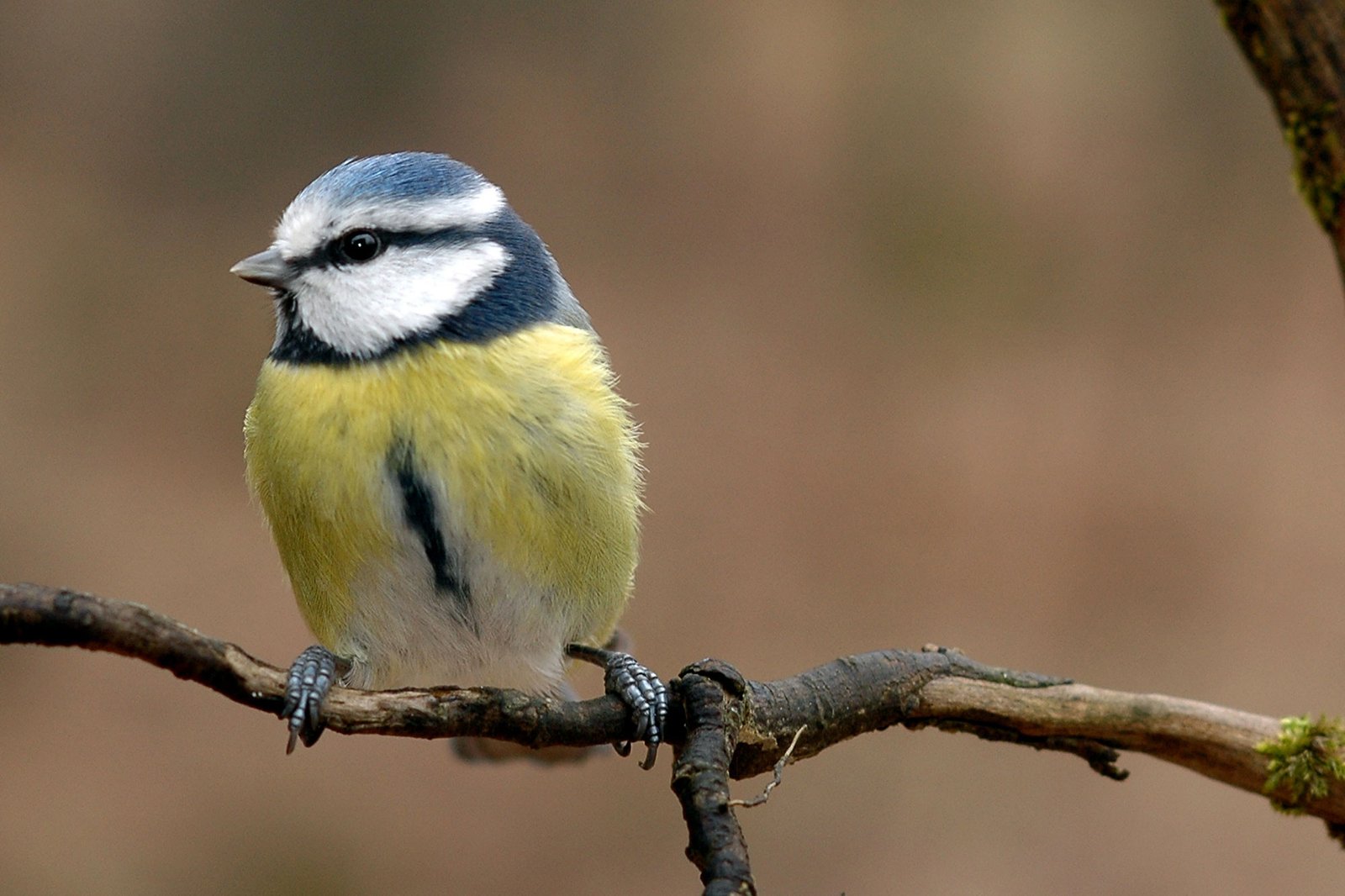 Die 30 Häufigsten Gartenvögel - Lbv - Gemeinsam Bayerns Natur Schützen intended for Vögel Jetzt Im Garten