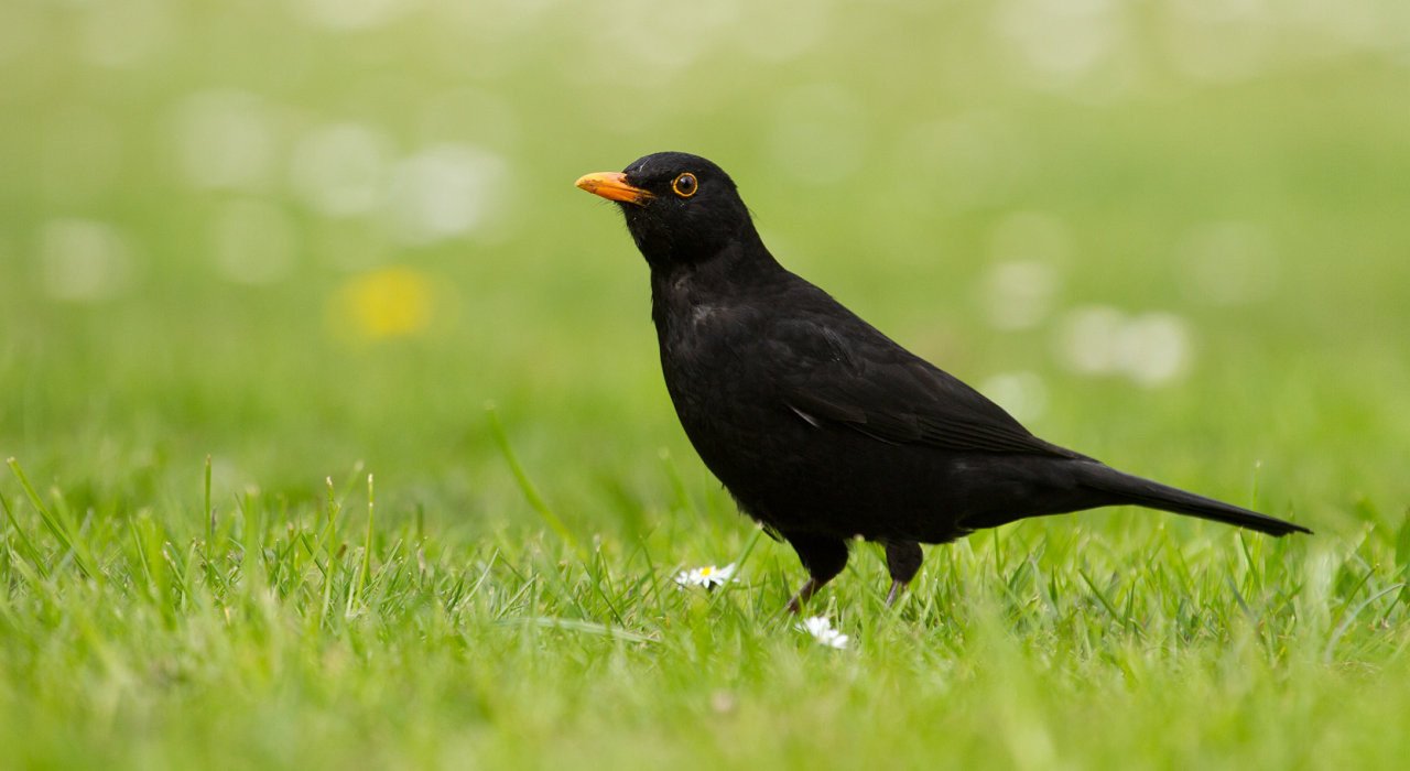 Die 40 Häufigsten Gartenvögel Im Porträt - Nabu throughout Vögel Jetzt Im Garten