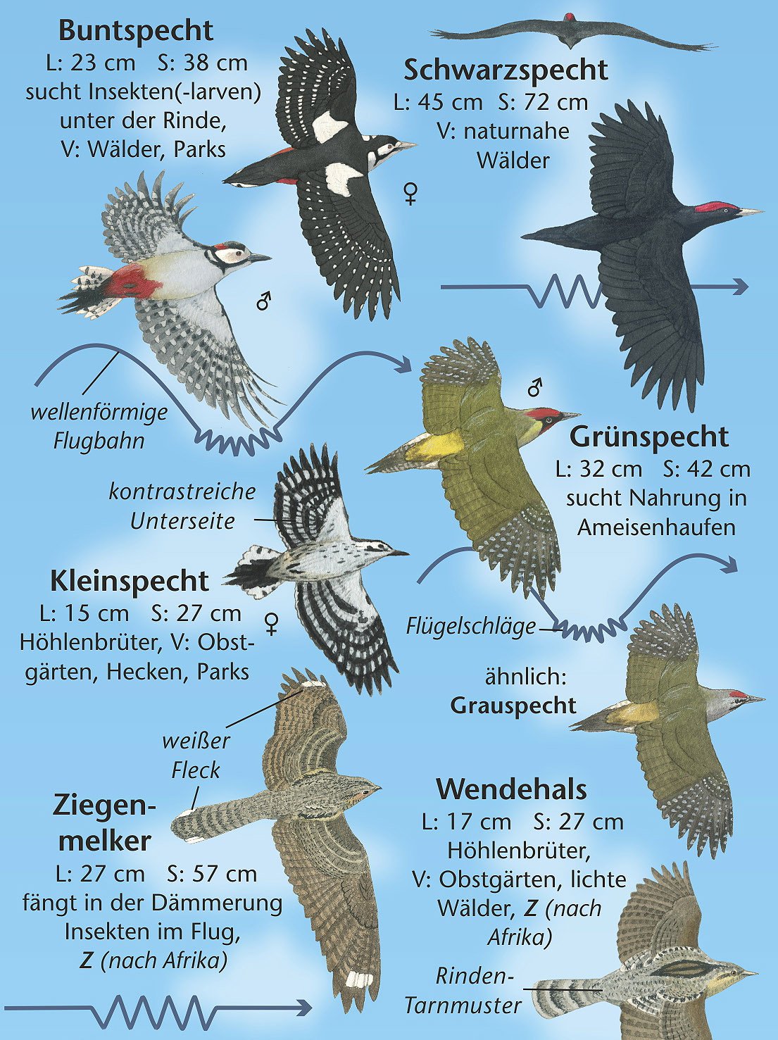 Vögel Im Flug regarding Vögel Von Unten Erkennen