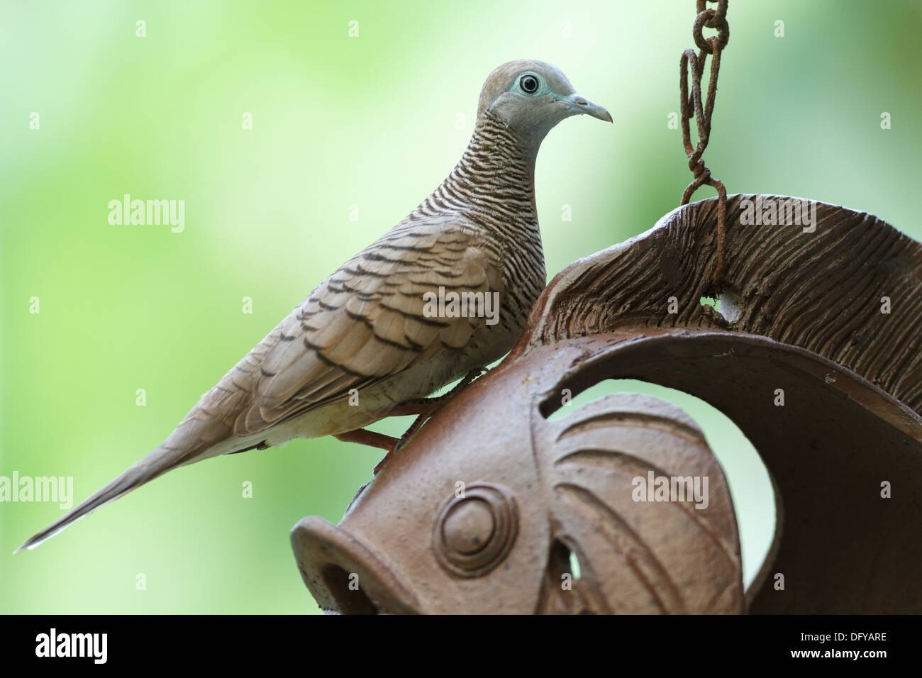 Vögel In Thailand -Fotos Und -Bildmaterial In Hoher Auflösung – Alamy with regard to Vögel In Thailand Bilder